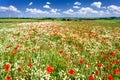 corn poppy and chamomile on a meadow Royalty Free Stock Photo