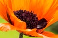 Corn Poppy Royalty Free Stock Photo