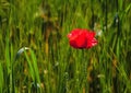 Corn poppy closeup Royalty Free Stock Photo