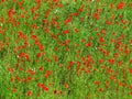 Corn poppies vivid red bloom in bright green grain field Royalty Free Stock Photo