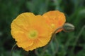 Corn poppy flowers Royalty Free Stock Photo
