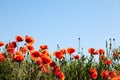 Corn Poppy Flowers Papaver rhoeas