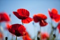 Corn Poppy Flowers Papaver rhoeas