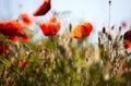 Corn Poppy Flowers Papaver rhoeas