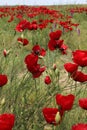 Corn poppy flowers Royalty Free Stock Photo