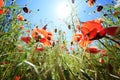 Corn poppy Papaver rhoeas with vibrant red flowers on a meadow under a sunny blue sky, copy space, low angle view, selected Royalty Free Stock Photo