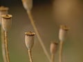 Corn poppy seedpods, selective focus