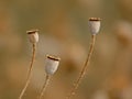 Corn poppy seedpods, selective focus