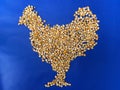Corn for Poultry and animal farm feed, quality and energy source Royalty Free Stock Photo
