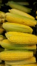 Corn on the Cob Royalty Free Stock Photo