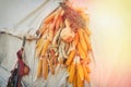 Corn and pumpkins drying on the tent settler in the United States. Historical reconstruction of the life of the first conquerors Royalty Free Stock Photo