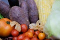 Corn, purple sweet potato, tomatoes, lettuce and gooseberries in basket. vegetable harvest from farm Royalty Free Stock Photo