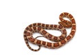 Corn rat snake isolated on white background Royalty Free Stock Photo