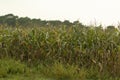 Corn ready for harvest.Corn field in the evening. Dry corn.Landscape view of Manitoba agriculture corn field.Sweet dry farm field Royalty Free Stock Photo