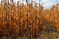 Field of towering corn ready for harvest in autumn Royalty Free Stock Photo