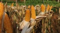 Corn is ready to be harvested, corn leaves dry Royalty Free Stock Photo