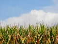 Corn ready for September harvest in upstate NY - horizontal