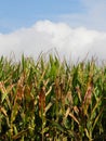 Corn ready to harvest in upstate NY - vertical