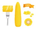 Corn realistic. Harvest fresh cut grains eating corn vector template