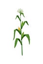Corn Realistic Illustration Royalty Free Stock Photo