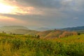 Corn and rice seedling on terrace rice fields at sunset Royalty Free Stock Photo