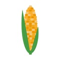 corn ripe vector illustration flat style