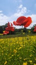 Poppys and sky