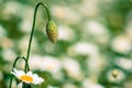 Corn rose bud Royalty Free Stock Photo