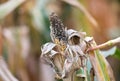 Corn rot disease Royalty Free Stock Photo