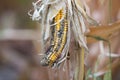 Corn rot disease Royalty Free Stock Photo