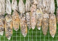 Corn rot Royalty Free Stock Photo