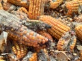 Corn rot,The fungi A. flavus and A. parasiticus producer of mycotoxin in corn used for food and animal feed in storage Royalty Free Stock Photo