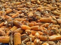 Corn rot,The fungi A. flavus and A. parasiticus producer of mycotoxin in corn used for food and animal feed in storage