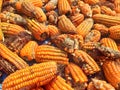 Corn rot,The fungi A. flavus and A. parasiticus producer of mycotoxin in corn used for food and animal feed in storage Royalty Free Stock Photo