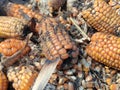 Corn rot,The fungi A. flavus and A. parasiticus producer of mycotoxin in corn used for food and animal feed in storage