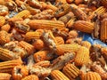 Corn rot,The fungi A. flavus and A. parasiticus producer of mycotoxin in corn used for food and animal feed in storage