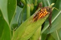 Corn is rotten Royalty Free Stock Photo