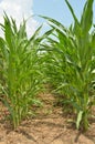 Corn Rows Royalty Free Stock Photo