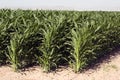 Corn rows of dry dusty desert farm