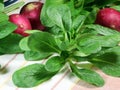 Corn salad Royalty Free Stock Photo