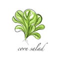 Corn salad fresh culinary plant, green seasoning cooking herb hand drawn vector Illustrations on a white background