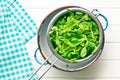 Corn salad, lamb's lettuce in colander Royalty Free Stock Photo