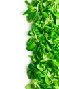 Corn salad, lamb's lettuce Royalty Free Stock Photo