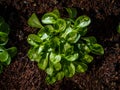 Corn salad or lambs lettuce in raised garden bed Royalty Free Stock Photo