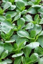 Corn salad, mache, lambs lettuce