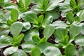 Corn salad, mache, lambs lettuce Royalty Free Stock Photo