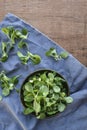 Corn salad plant, lamb`s lettuce Valerianella locusta, valeriana salad on wooden background.