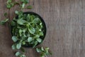 Corn salad plant, lamb`s lettuce Valerianella locusta, valeriana salad on wooden background. Royalty Free Stock Photo