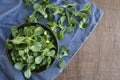 Corn salad plant, lamb`s lettuce Valerianella locusta, valeriana salad on wooden background. Royalty Free Stock Photo