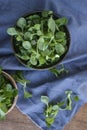 Corn salad plant, lamb`s lettuce Valerianella locusta, valeriana salad on wooden background. Royalty Free Stock Photo